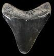 Serrated, Fossil Megalodon Tooth - Georgia #58102-1